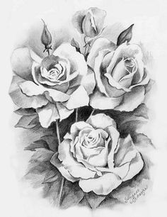 black and white roses a pencil drawing roses croquis drawing skills drawing sketches shading drawing sketching