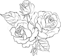 white rose bouquet of roses isolated on white background illustration illustration
