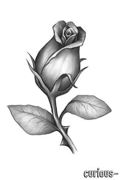 follow along with the drawing tutor as he demonstrates how to draw a rose bud with a pencil