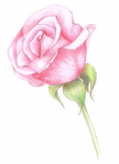 40 beautiful flower drawings and realistic color pencil drawings
