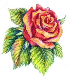 35 beautiful flower drawings and realistic color pencil drawings color pencil art colored pencil drawings