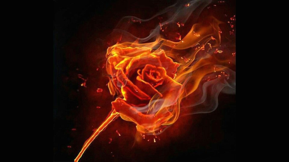 flaming rose