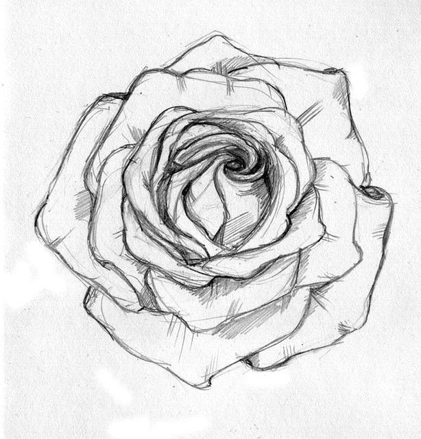 Drawing Of A Rose Simple Rose Sketch Ahmet A Am Illustrator Drawings Rose Sketch Sketches