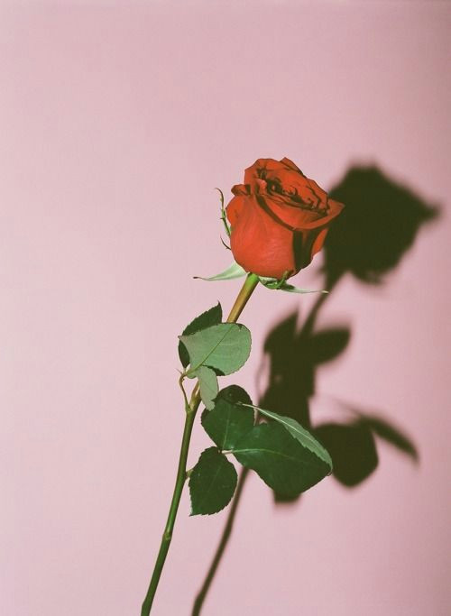 rose by eric chakeen buy exclusively on tappan collective art emergingartist photography