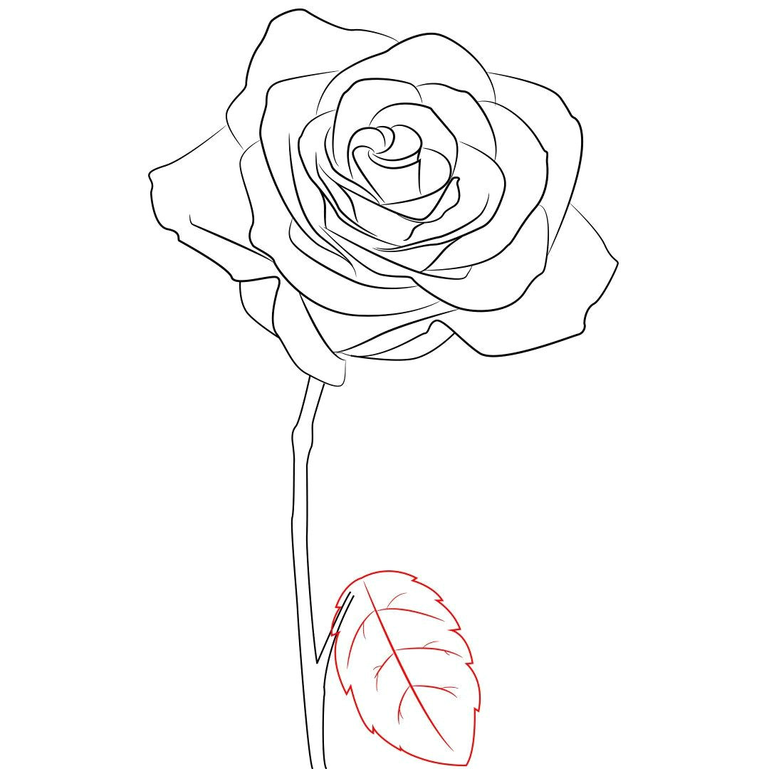 how to draw a rose in 7 steps doodling creativecommunity