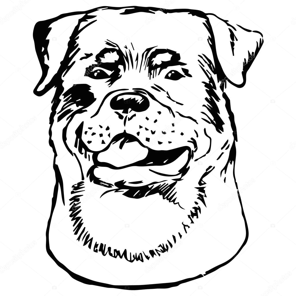 hand drawn vector dog head on white background hand drawn art sketch of rottweiler breed wektor od surreal66