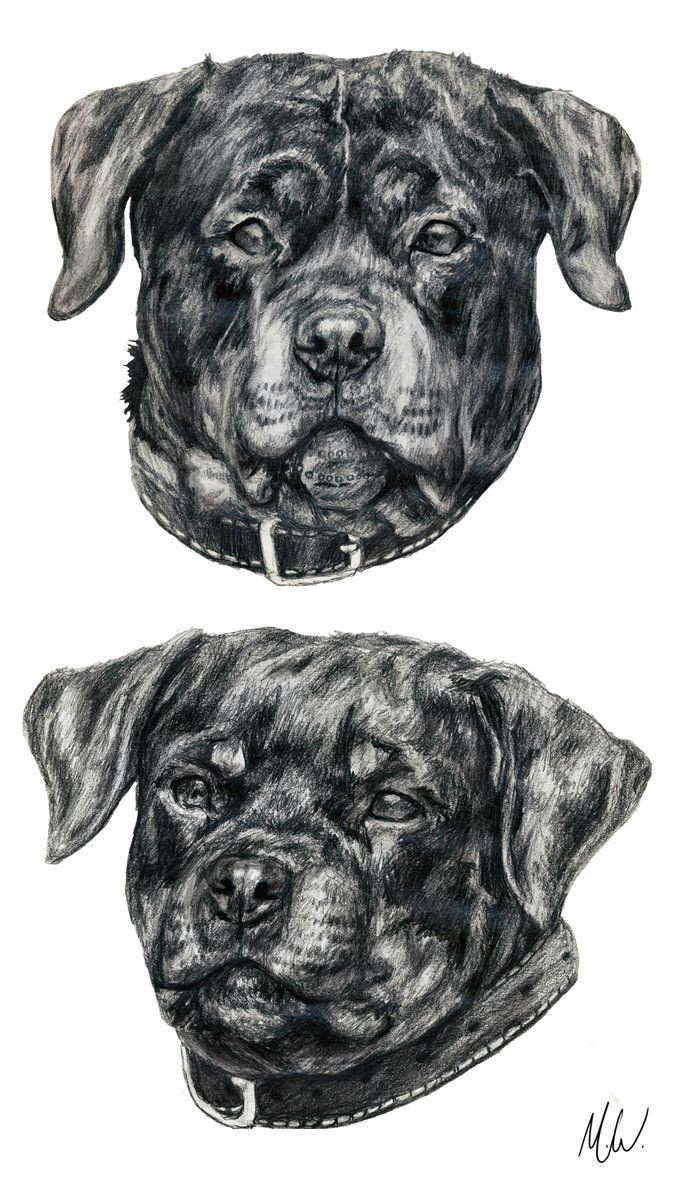rottweiler sketches by reincheck