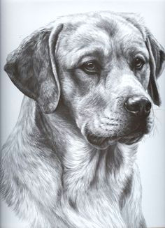 animal pencil drawings dog pencil drawing dog drawings graphite drawings realistic drawings