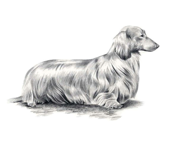 long haired dachshund dog pencil drawing art print signed by artist dj rogers
