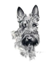 scottish terrier dog pencil drawing art print by artist dj rogers