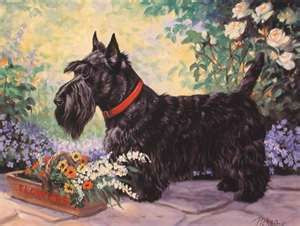 scottie in the garden