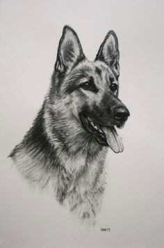 german shepherd alsation dog art fine art limited edition dog print from an