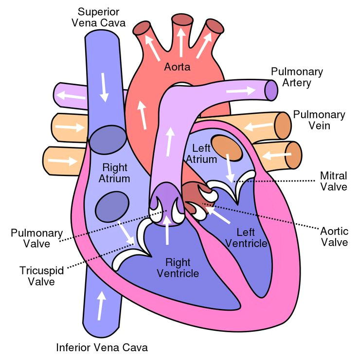 10 facts about the human heart anatomy physiology anatomy physiology circulatory system