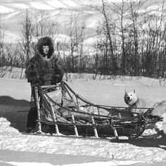 seppala dog team photograph details mystery musher his wife constance sled
