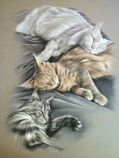 virginie agniel les pastels de vir portraits animaliers et humains