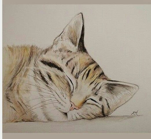 watercolour and pencil sleeping tabby kitty cat by elh artistry