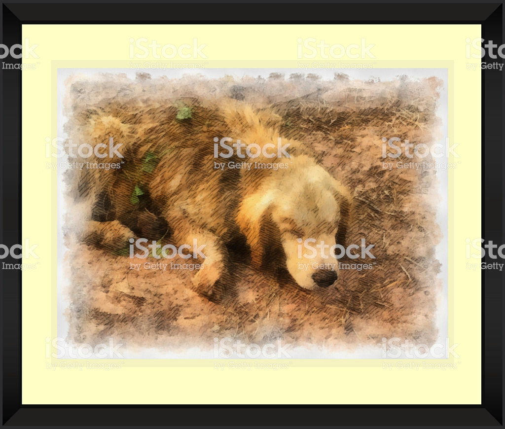 Drawing Of A Sleeping Dog original Watercolor Painting Of Sleeping Dog Stock Photo More