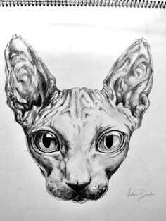 sphynx cat drawing sphynx cat tattoo lykoi cat matou bird drawings cat