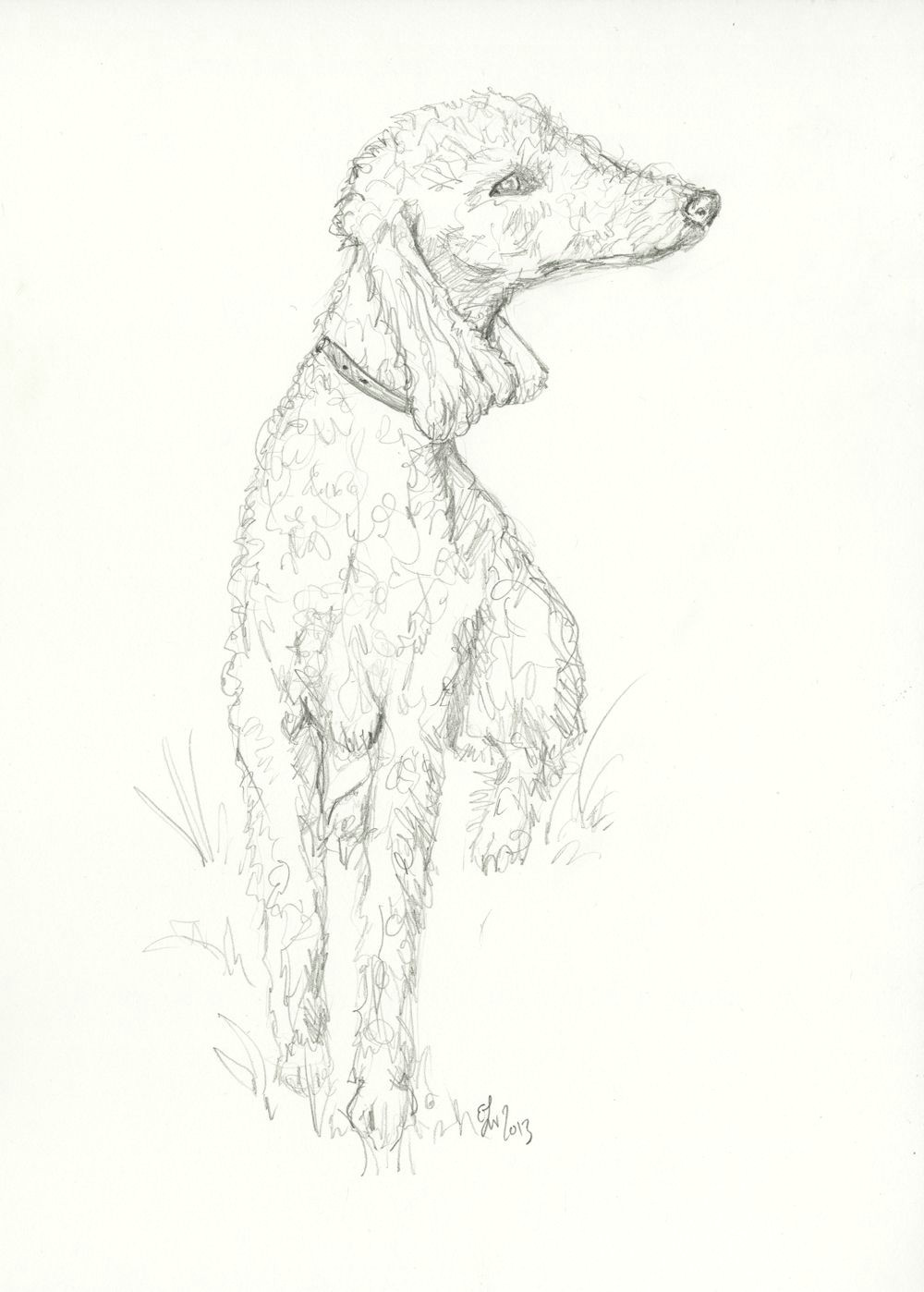 bedlington terrier sketch