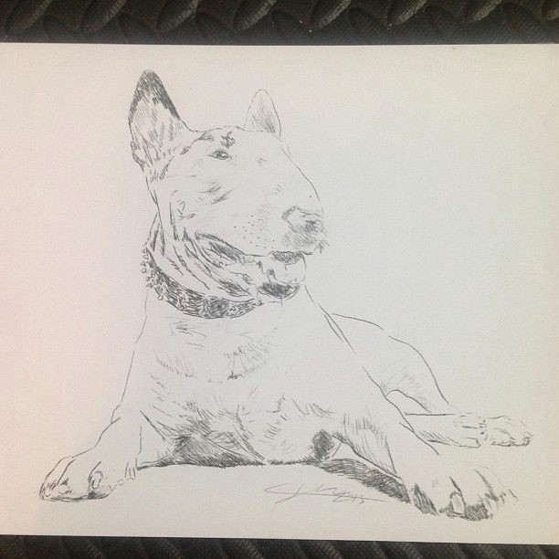 bullterrier dog art pen drawing english bull terrier doggy terriers creative dogs dogart drawing