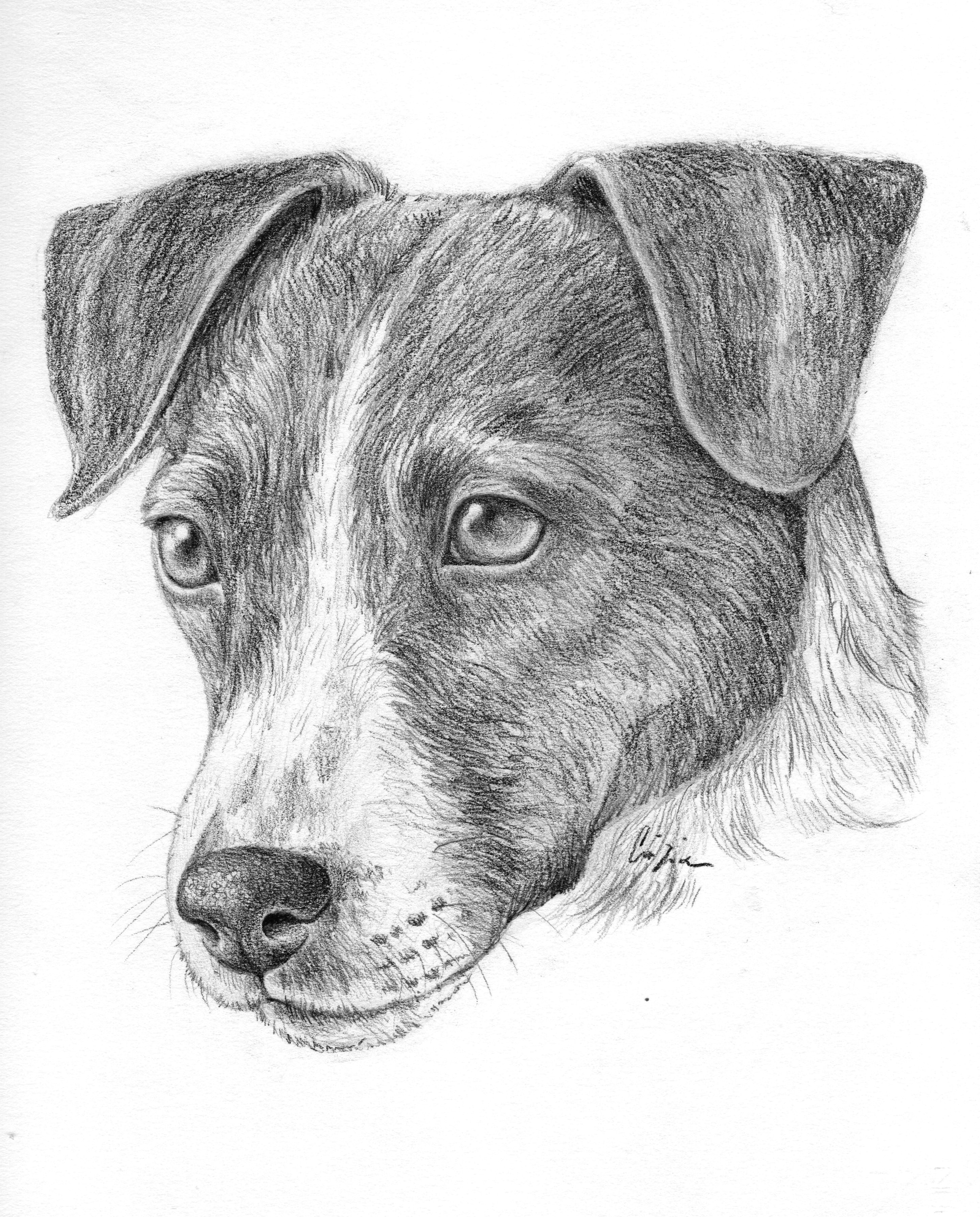 pin von alissa auf hunde pinterest drawings russell terrier und terrier