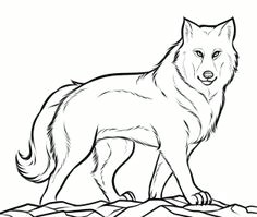 how to draw a gray wolf timber wolf step 10 line drawing images timber
