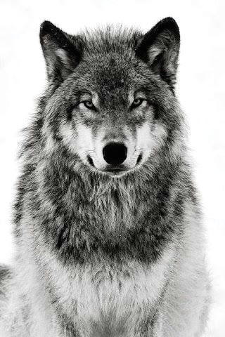 wolf