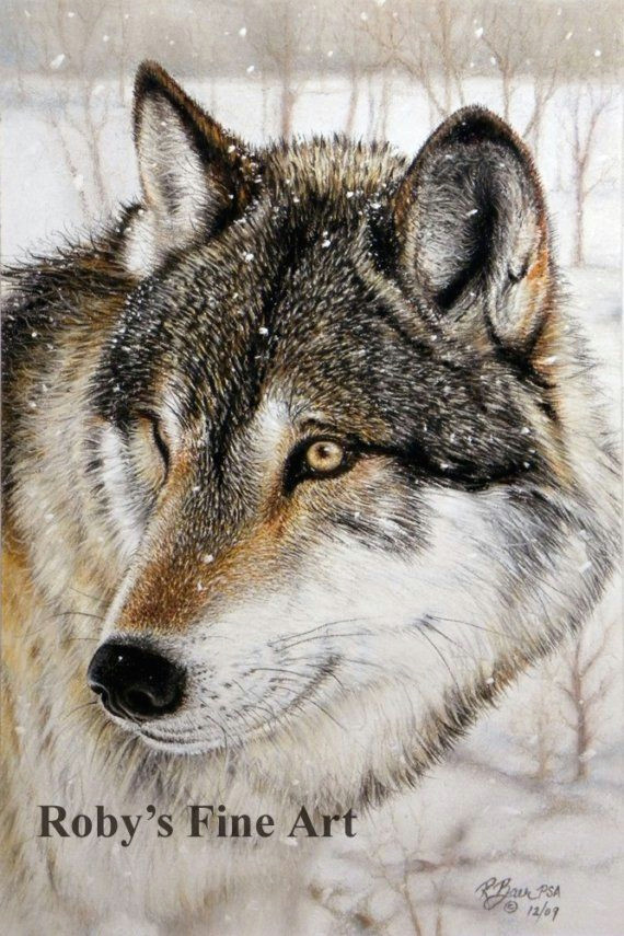 timber wolf print wildlife giclee art by roby baer by robybaer 7 50