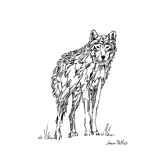 wolf drawing gray wolf illustration timber wolf by wildlinesstudio