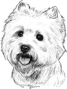how to draw a westie highland terrier highlands terrier west highland terrier dog drawings