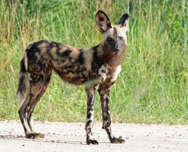 painted dogs of africa photos painted dog games african hunting dog african wild dog