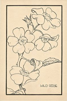 wild rose from the 1920 s practical drawing company s eight native flowers to color