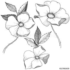 image result for wild rose drawing
