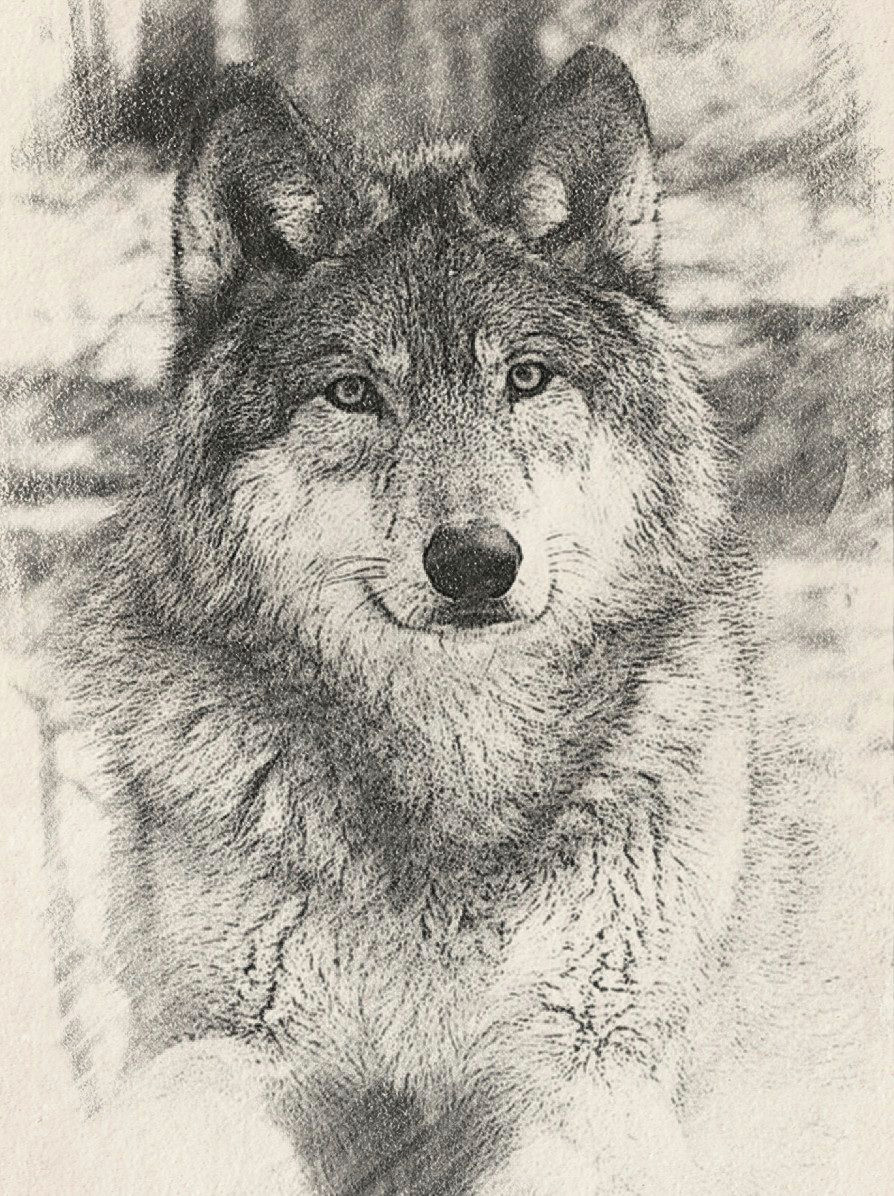 amazing drawings wolves a wolf bad wolf wolf
