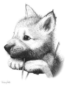 wolf pup drawings lots of sketches here wolf sketch anime wolf pencil drawings