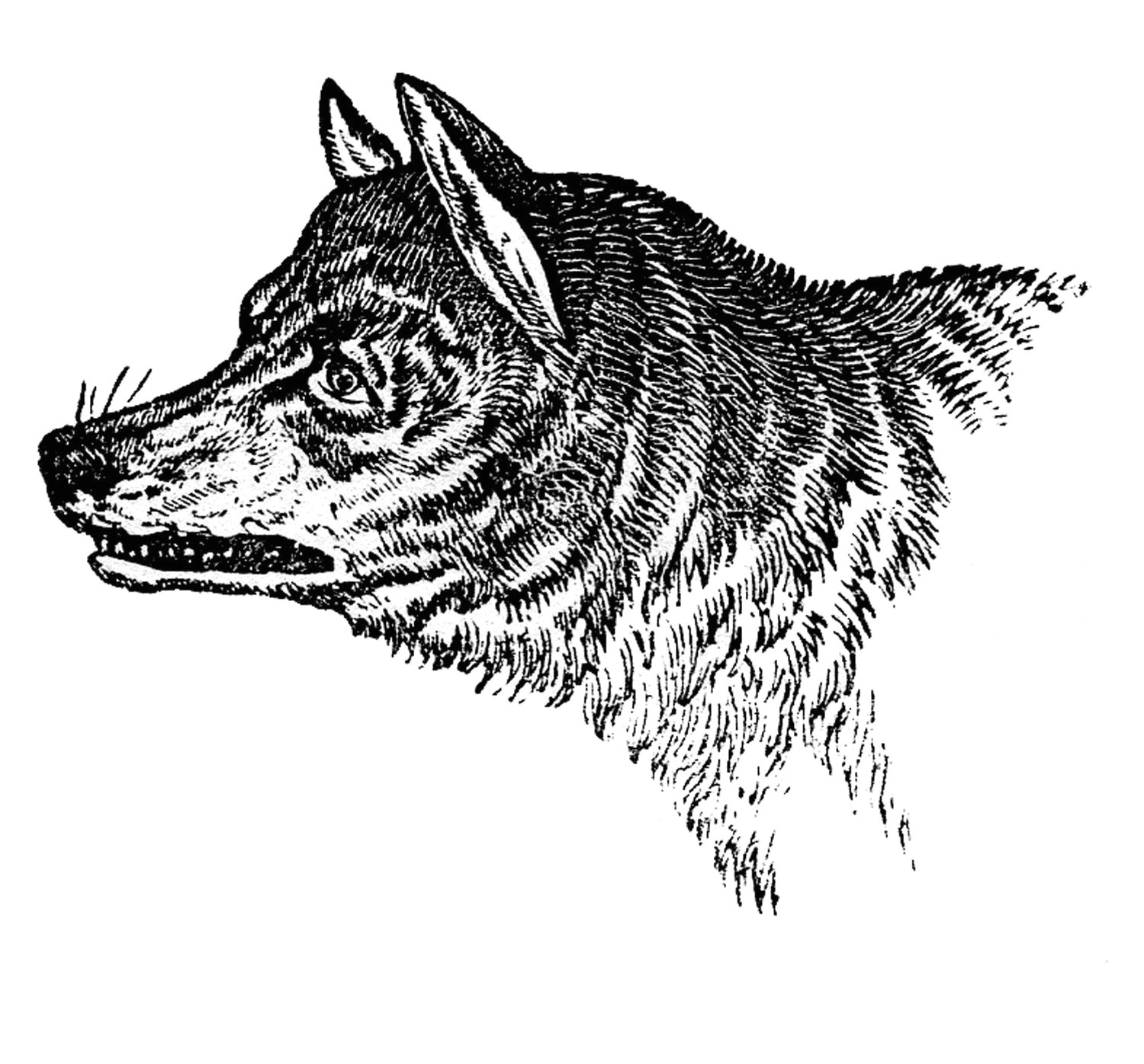 vintage clip art wolves wolf skull the graphics fairy