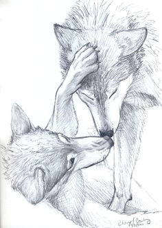 wolves sketch