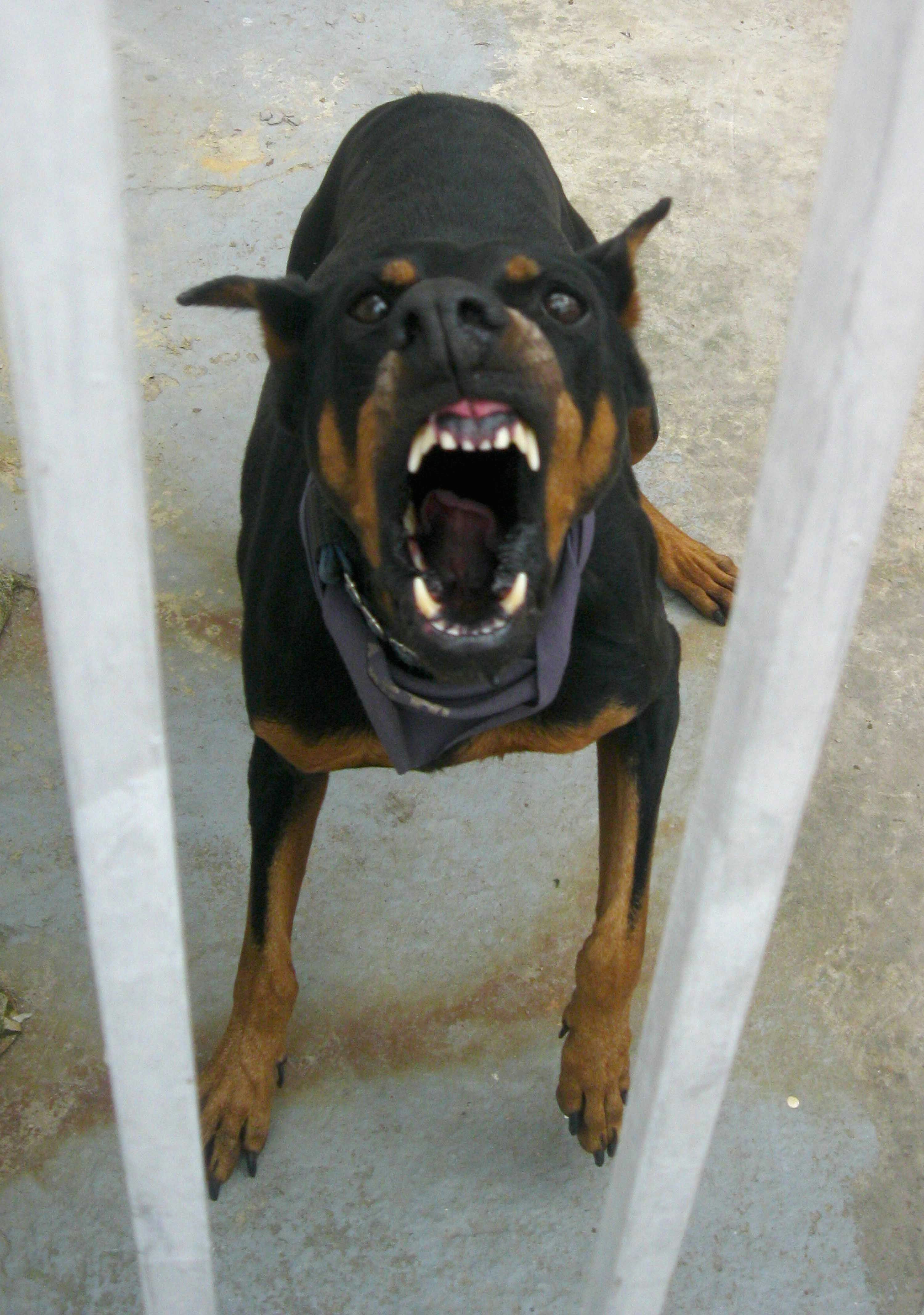 this funny looking angry doberman