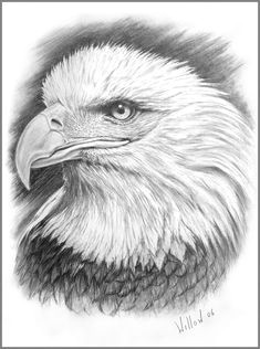 eye of the eagle pencil art drawings easy drawings drawing sketches sketching
