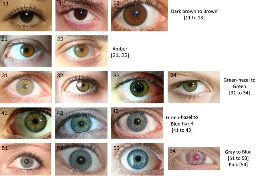 rare eyes eye color chart rare eye colors drawing heads human eye