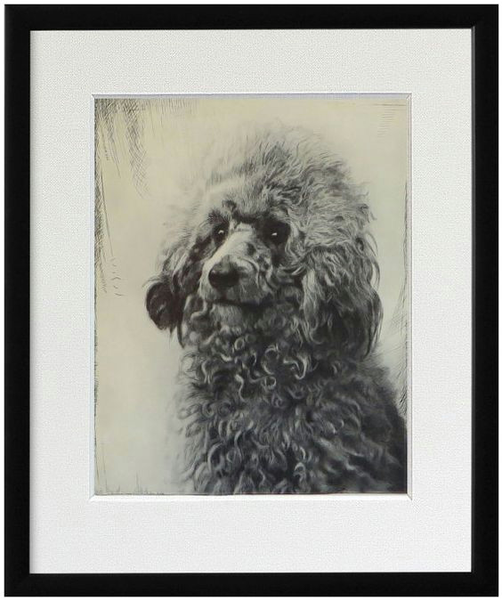 poodle print fine art print from 1930 s drawing by theantiquedog