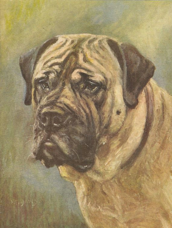 vintage 1935 dog print mastiff breed