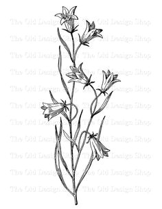 bluebell clip art vintage flower illustration digital stamp transfer image