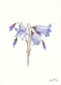 items similar to bluebells 5x7 watercolor print on etsy