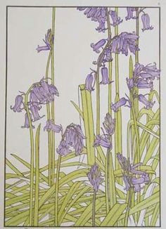 bluebell botanical found on debbiebowen com botanical drawings botanical illustration illustration art