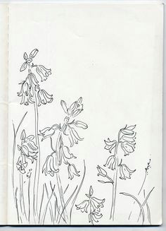 blue bell sketch pencil drawings of flowers art drawings wildflower drawing floral illustrations