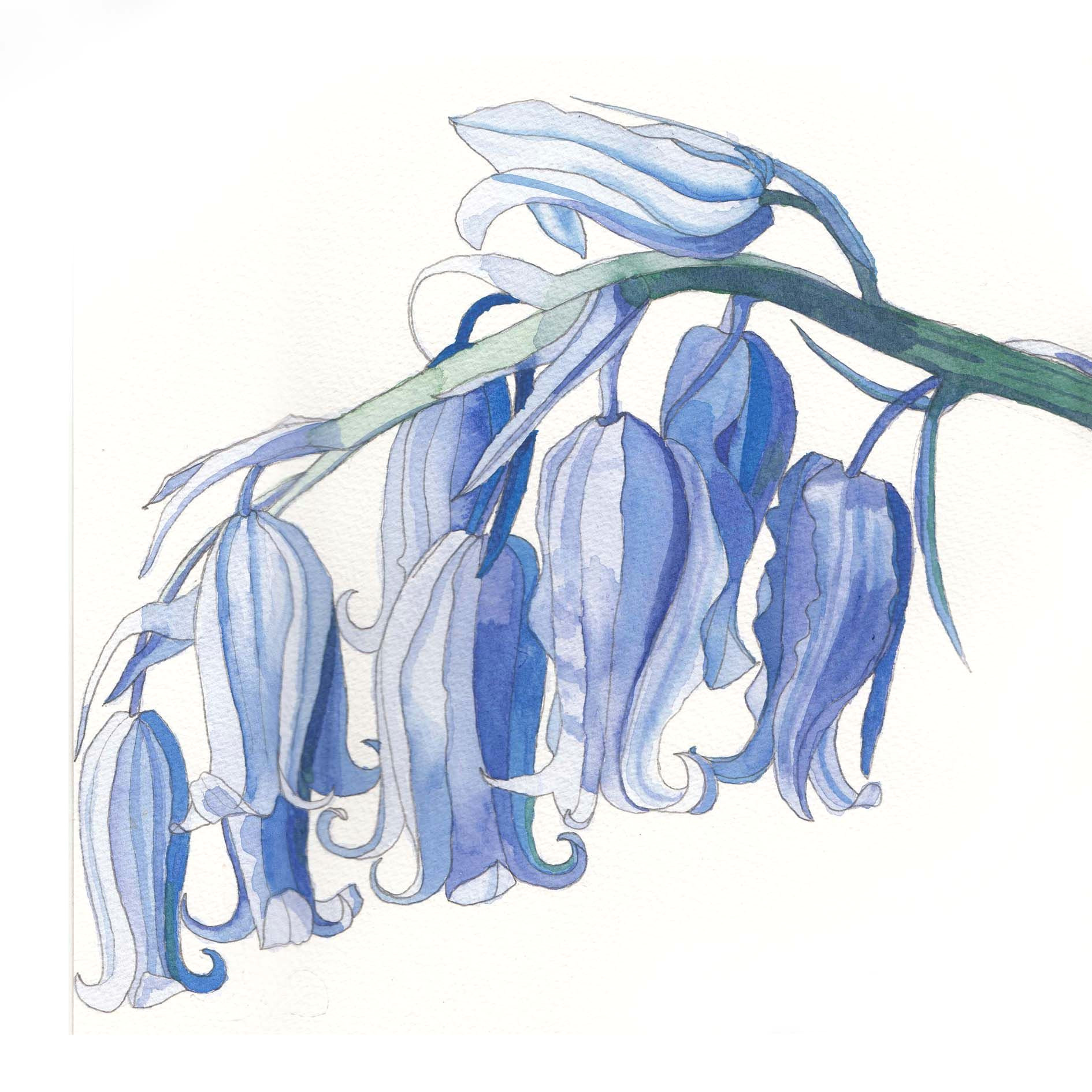 Drawing Of Bluebell Flower jfstudios