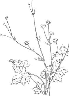 common buttercup flower coloring page free printable coloring pages free printable coloring pages free
