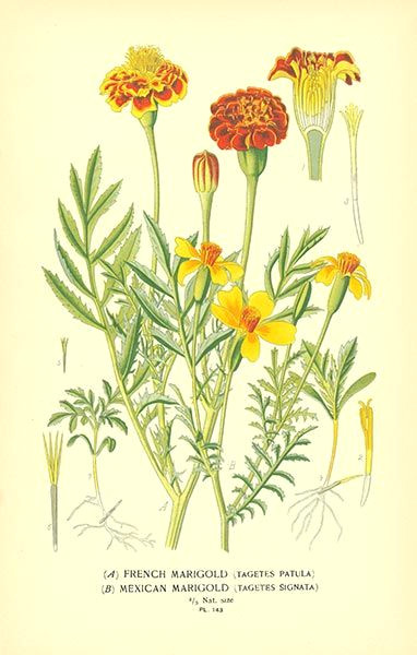 marigold flower drawing mexican marigold tagetes patula and signata from favourite flowers