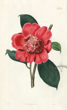 antique prints from curtis vintage botanical prints botanical drawings antique prints botanical flowers